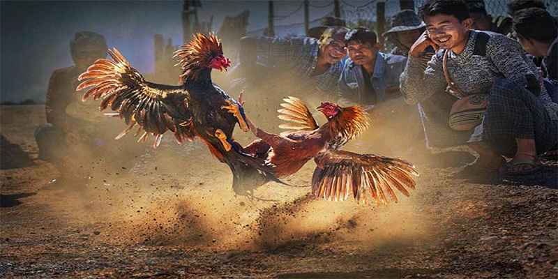 bj88 thomo chơi bắn cá đổi thưởng