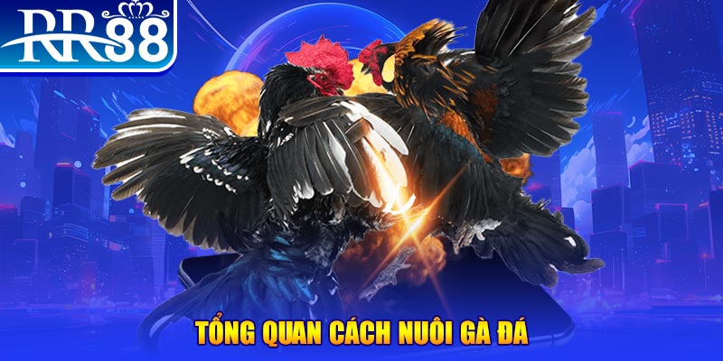 bj88 thomo VA Điện Tử