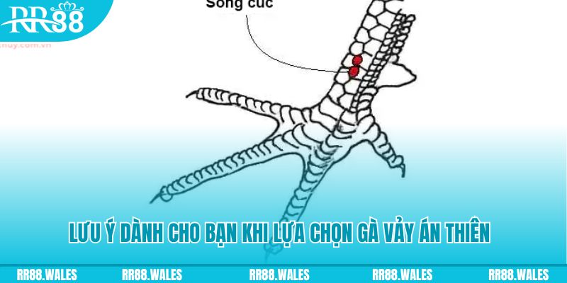 bj88 thomo xổ số đồng nai