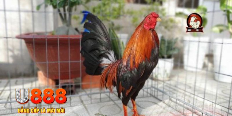 bj88 thomo casino máy tính